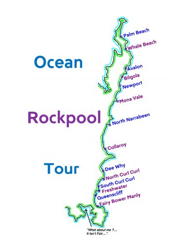 ocean rockpool tour